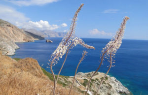 Amorgian Herbs & Botanology Tour Amorgos Island